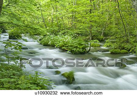 Stock Image - Oirase river in early summer, Aomori Prefecture, Japan. Fotosearch