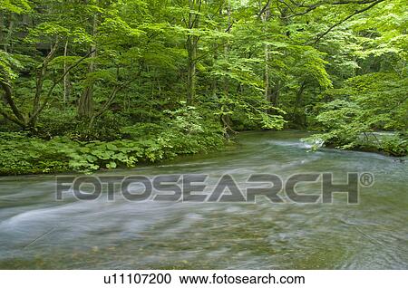 Stock Image - Oirase river in early summer, Aomori Prefecture, Japan. Fotosearch