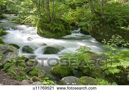 Stock Image - Oirase river in early summer, Aomori Prefecture, Japan. Fotosearch