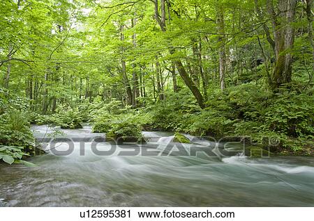 Stock Image - Oirase river in early summer, Aomori Prefecture, Japan. Fotosearch