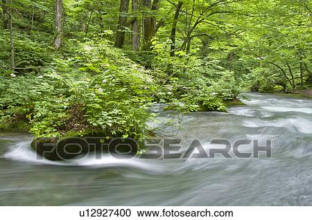 Oirase river in early summer, Aomori Prefecture, Japan View Large Photo Image Stock Image - Oirase river in early summer, Aomori Prefecture, Japan. Fotosearch