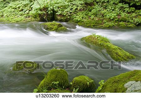Oirase river in early summer, Aomori Prefecture, Japan View Large Photo Image Stock Image - Oirase river in early summer, Aomori Prefecture, Japan. Fotosearch
