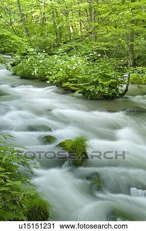 Oirase river in early summer, Aomori Prefecture, Japan View Large Photo Image Stock Image - Oirase river in early summer, Aomori Prefecture, Japan. Fotosearch