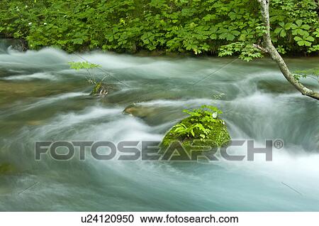 Stock Image - Oirase river in early summer, Aomori Prefecture, Japan. Fotosearch