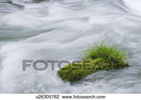 Oirase river in early summer, Aomori Prefecture, Japan View Large Photo Image Stock Image - Oirase river in early summer, Aomori Prefecture, Japan. Fotosearch