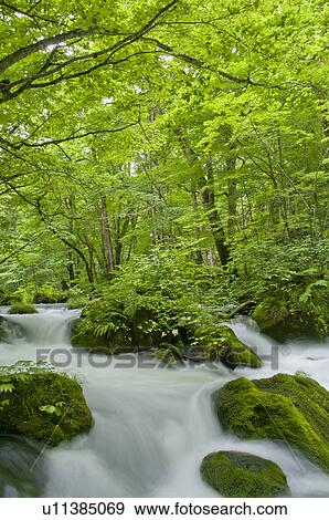 Stock Photo - Oirase river in early summer, Aomori Prefecture, Japan. Fotosearch
