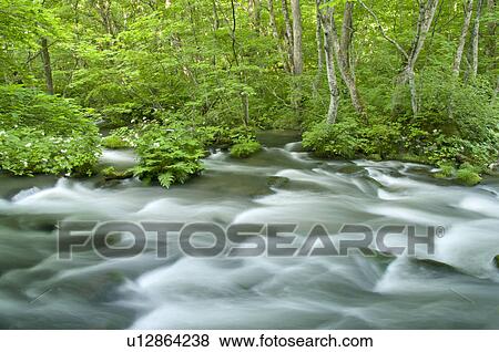 Oirase river in early summer, Aomori Prefecture, Japan View Large Photo Image Stock Photo - Oirase river in early summer, Aomori Prefecture, Japan. Fotosearch