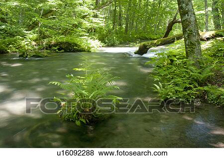 Stock Photo - Oirase river in early summer, Aomori Prefecture, Japan. Fotosearch