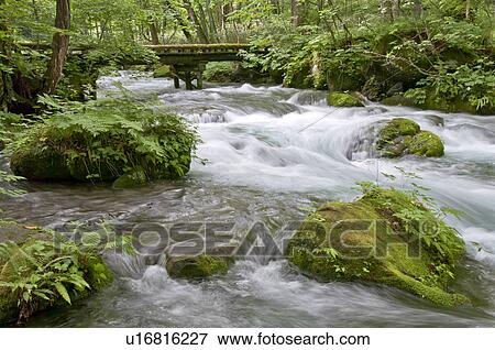 Stock Photo - Oirase river in early summer, Aomori Prefecture, Japan. Fotosearch