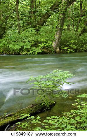Stock Photo - Oirase river in early summer, Aomori Prefecture, Japan. Fotosearch