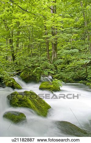 Oirase river in early summer, Aomori Prefecture, Japan View Large Photo Image Stock Photo - Oirase river in early summer, Aomori Prefecture, Japan. Fotosearch