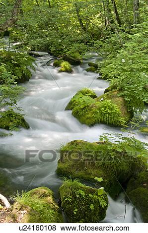 Oirase river in early summer, Aomori Prefecture, Japan View Large Photo Image Stock Photo - Oirase river in early summer, Aomori Prefecture, Japan. Fotosearch