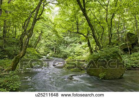 Oirase river in early summer, Aomori Prefecture, Japan View Large Photo Image Stock Photo - Oirase river in early summer, Aomori Prefecture, Japan. Fotosearch