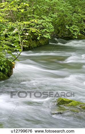 Oirase river in early summer, Aomori Prefecture, Japan View Large Photo Image Stock Photograph - Oirase river in early summer, Aomori Prefecture, Japan. Fotosearch