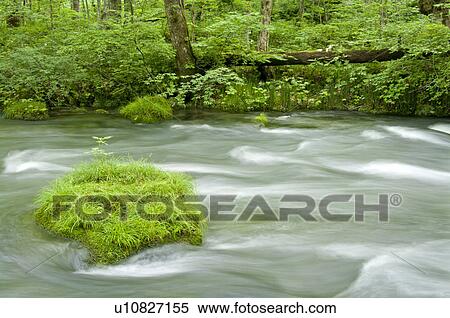 Stock Photography - Oirase river in early summer, Aomori Prefecture, Japan. Fotosearch