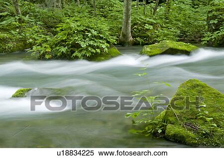 Stock Photography - Oirase river in early summer, Aomori Prefecture, Japan. Fotosearch