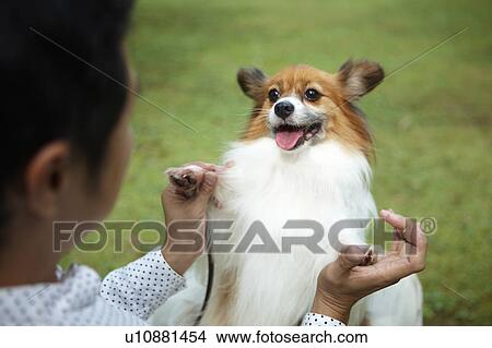 Picture - Owner and His Papillon, Over The Shoulder View. Fotosearch