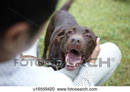 Stock Image - Owner Looking At His Brown Labrador, Over The Shoulder View. Fotosearch