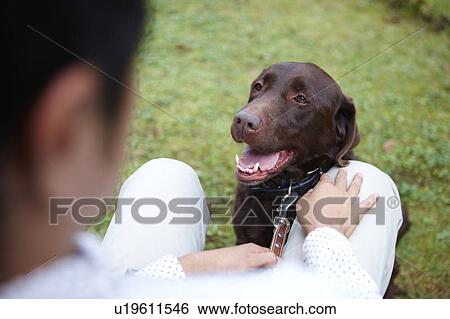 Owner Looking At His Brown Labrador, Over The Shoulder View View Large Photo Image Stock Photograph - Owner Looking At His Brown Labrador, Over The Shoulder View. Fotosearch