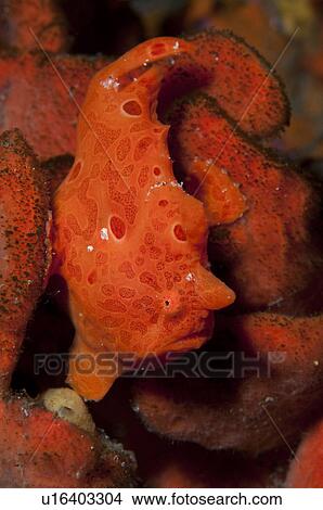 Painted frogfish (Antennarius pictus) View Large Photo Image Picture - Painted frogfish (Antennarius pictus). Fotosearch