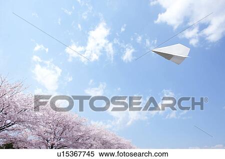 Paper Airplane and Cherry Blossom Trees View Large Photo Image Stock Photography - Paper Airplane and Cherry Blossom Trees. Fotosearch