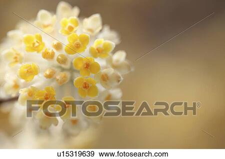 Paper Bush (Edgeworthia chrysantha) View Large Photo Image Stock Photo - Paper Bush (Edgeworthia chrysantha). Fotosearch