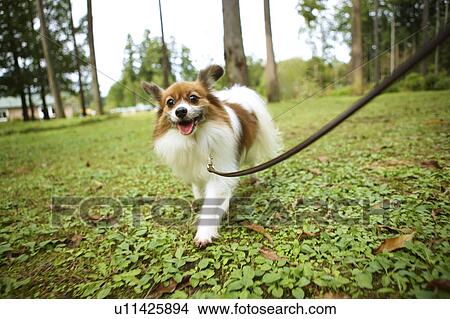 Papillon Running View Large Photo Image Picture - Papillon Running. Fotosearch