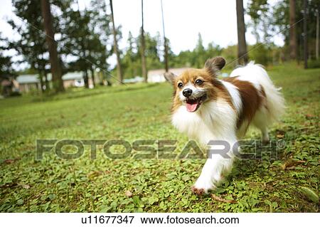 Stock Photo - Papillon Running. Fotosearch