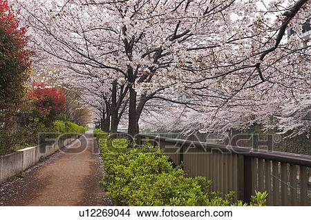 Path Lined with Cherry Blossom Trees View Large Photo Image Picture - Path Lined with Cherry Blossom Trees. Fotosearch