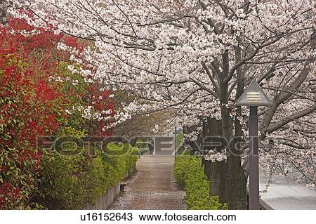 Path Lined with Cherry Blossom Trees View Large Photo Image Stock Image - Path Lined with Cherry Blossom Trees. Fotosearch