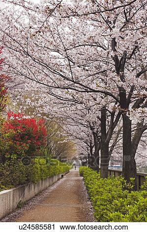 Stock Image - Path Lined with Cherry Blossom Trees. Fotosearch