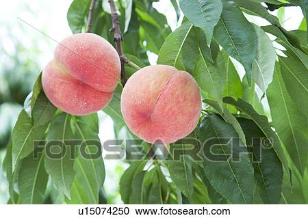 Stock Image - Peach trees, Fukushima Prefecture, Honshu, Japan. Fotosearch