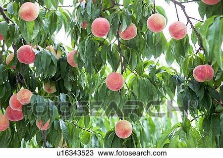 Peach trees, Fukushima Prefecture, Honshu, Japan View Large Photo Image Stock Image - Peach trees, Fukushima Prefecture, Honshu, Japan. Fotosearch