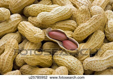 Peanuts View Large Photo Image Stock Image - Peanuts. Fotosearch