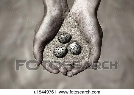 Stock Image - Person Holding Three Eggs in Hands. Fotosearch