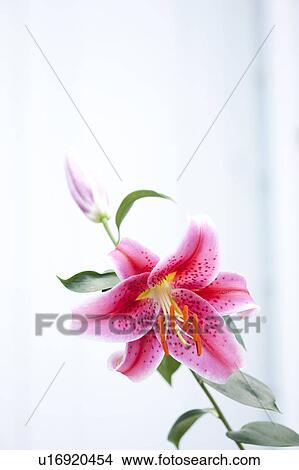 Pink Lily View Large Photo Image Picture - Pink Lily. Fotosearch