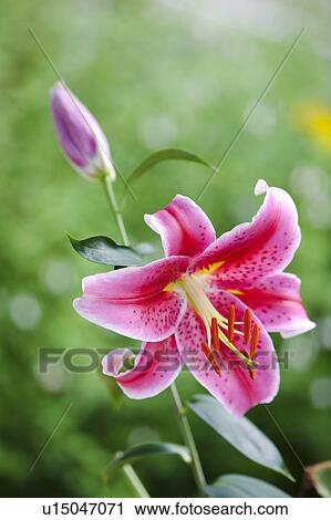 Stock Image - Pink Lily. Fotosearch