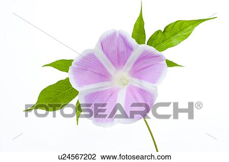 Pink Morning Glory View Large Photo Image Stock Image - Pink Morning Glory. Fotosearch