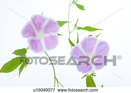 Pink Morning Glory View Large Photo Image Stock Photo - Pink Morning Glory. Fotosearch