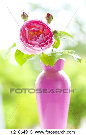 Pink rose in a vase View Large Photo Image Stock Image - Pink rose in a vase. Fotosearch