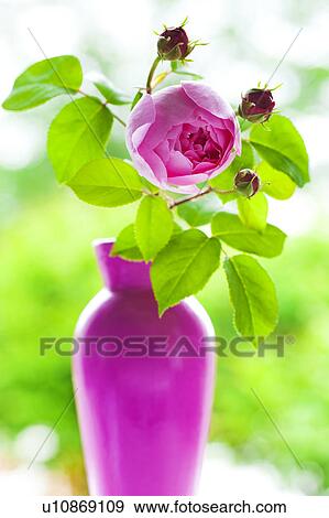 Pink rose in a vase View Large Photo Image Stock Photo - Pink rose in a vase. Fotosearch
