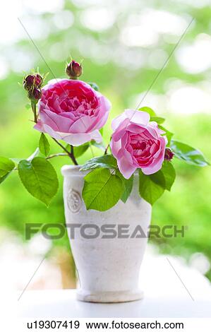 Pink roses in a vase View Large Photo Image Stock Photo - Pink roses in a vase. Fotosearch