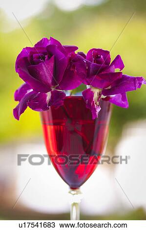 Pink roses in a wineglass View Large Photo Image Stock Image - Pink roses in a wineglass. Fotosearch