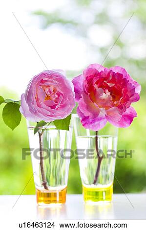 Pink roses in vases View Large Photo Image Picture - Pink roses in vases. Fotosearch