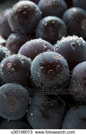 Stock Image - Pione Grapes. Fotosearch