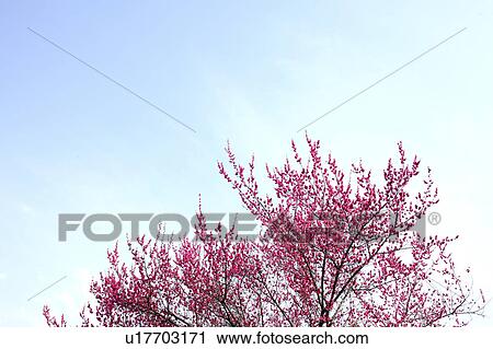 Plum Blossoms View Large Photo Image Stock Image - Plum Blossoms. Fotosearch