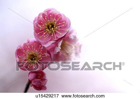 Plum Blossoms View Large Photo Image Stock Photo - Plum Blossoms. Fotosearch