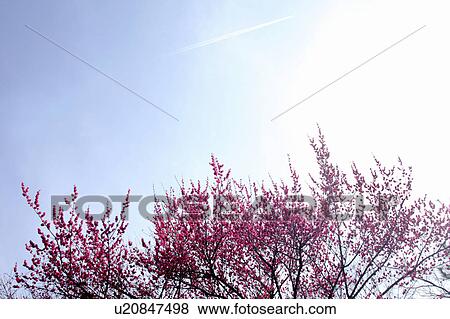 Stock Photo - Plum Blossoms. Fotosearch