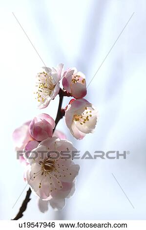 Plum Blossoms View Large Photo Image Stock Photograph - Plum Blossoms. Fotosearch
