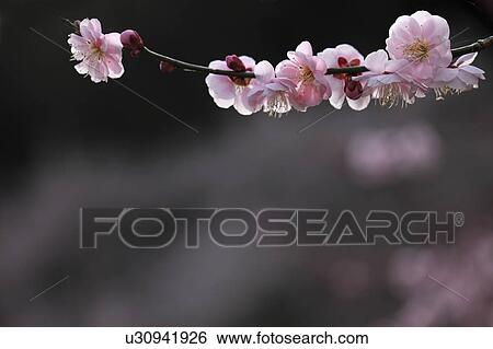Stock Photograph - Plum Blossoms. Fotosearch
